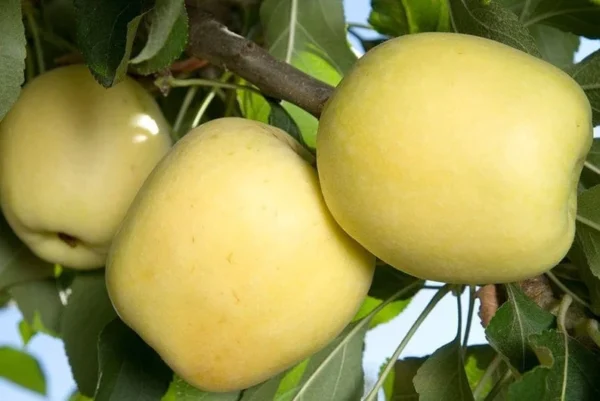 Dorsett Golden Apple Tree - Fruit Tree - 3-4 ft Tall - 3 Gal Pot