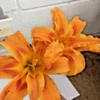 Double Orange Bloom Daylily 10 Fans Root Systems Orange Flowers