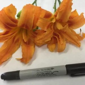 Double Orange Bloom Daylily 10 Fans Root Systems Orange Flowers