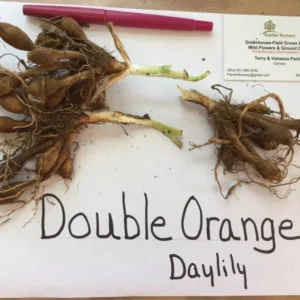Double Orange Bloom Daylily 10 Fans Root Systems Orange Flowers