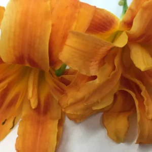 Double Orange Bloom Daylily 10 Fans Root Systems Orange Flowers