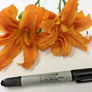 Double Orange Bloom Daylily 3 Fans Root Systems - Vibrant Orange Flowers