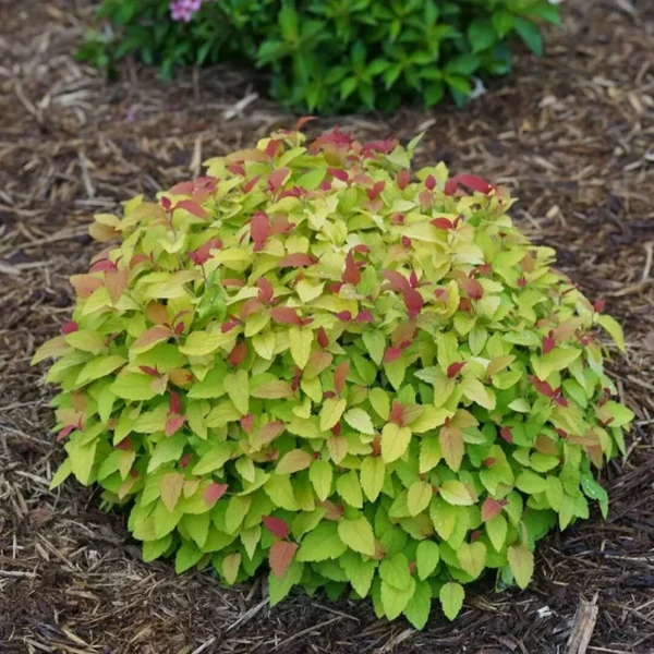 Double Play Candy Corn Spirea - 1 Gallon Flowering Shrub - Vibrant Colors