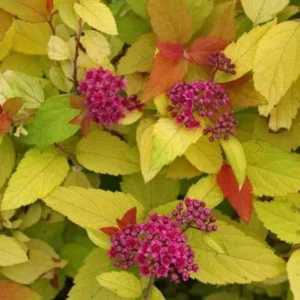 Double Play Candy Corn Spirea - 1 Gallon Flowering Shrub - Vibrant Colors