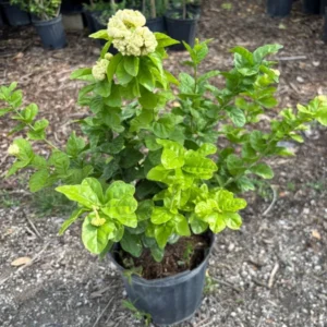Duke Jasmine Flower Plant - 3 Gallon Potted 2 Feet Blooming Jasmine - Not Ship CA