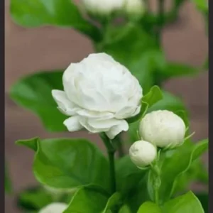 Duke Jasmine Flower Plant - 3 Gallon Potted 2 Feet Blooming Jasmine - Not Ship CA