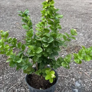 Duke Jasmine Flower Plant - 3 Gallon Potted 2 Feet Blooming Jasmine - Not Ship CA