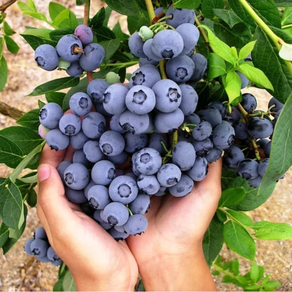 Duke Northern Highbush Blueberry Plant - 1 Quart Size Bare Root - 10-12 Inch