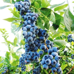 Duke Northern Highbush Blueberry Plant - 1 Quart Size Bare Root - 10-12 Inch