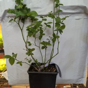 Duke Northern Highbush Blueberry Plant - 1 Quart Size Bare Root - 10-12 Inch