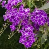 Duranta Sweet Memories Plant - Purple Flowers Sapphire Showers - 6 inch Pot