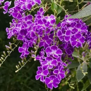 Duranta Sweet Memories Plant - Purple Flowers Sapphire Showers - 6 inch Pot