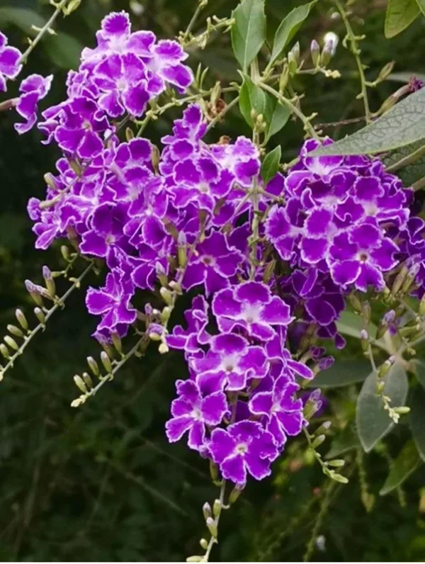 Duranta Sweet Memories Plant - Purple Flowers Sapphire Showers - 6 inch Pot