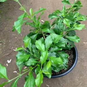 Duranta Sweet Memories Plant - Purple Flowers Sapphire Showers - 6 inch Pot