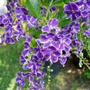 Duranta Sweet Memories Plant - Purple Flowers Sapphire Showers - 6 inch Pot