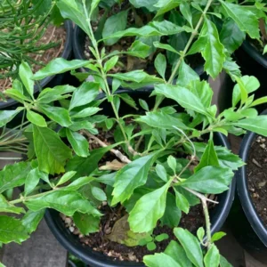 Duranta Sweet Memories Plant - Purple Flowers Sapphire Showers - 6 inch Pot