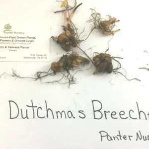 Dutchman's Breeches Bulbs - 5 Root Systems - Spring Flowering Perennial