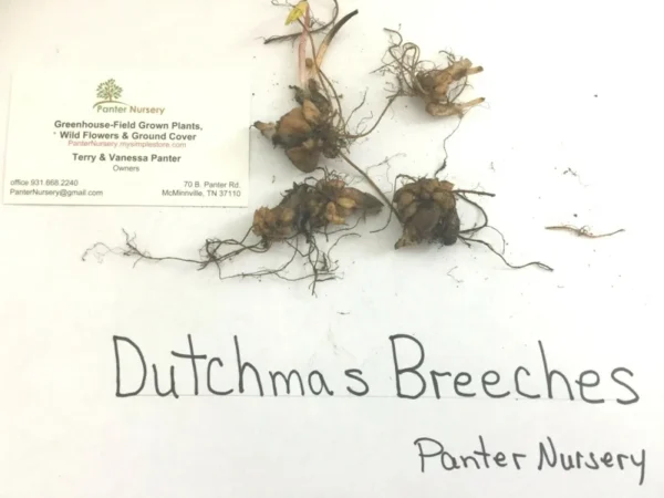 Dutchman's Breeches Bulbs - 5 Root Systems - Spring Flowering Perennial