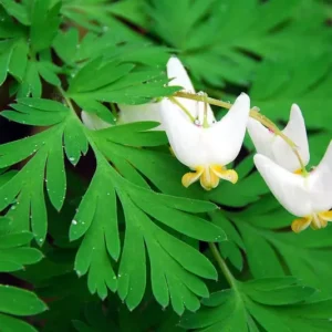Dutchman's Breeches Bulbs - 5 Root Systems - Spring Flowering Perennial
