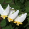 Dutchman's Breeches Bulbs - 5 Root Systems - Spring Flowering Perennial