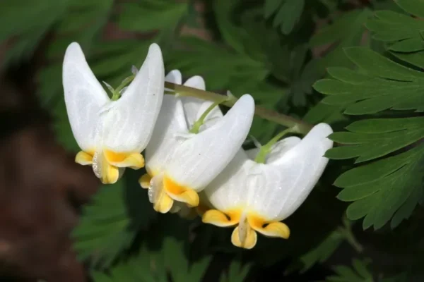 Dutchman's Breeches Bulbs - 5 Root Systems - Spring Flowering Perennial