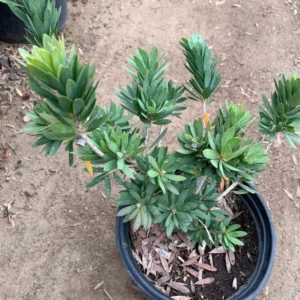 Dwarf Bottlebrush Tree Callistemon Little John Live Plant 1 ft 6in Pot