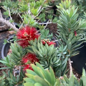 Dwarf Bottlebrush Tree Callistemon Little John Live Plant 1 ft 6in Pot