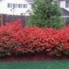 Dwarf Burning Bush Bare Root Plants - 10 Pack Hardy Euonymus Alatus Shrub