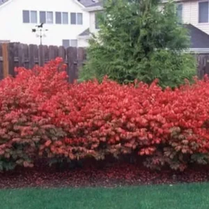 Dwarf Burning Bush Bare Root Plants - 10 Pack Hardy Euonymus Alatus Shrub
