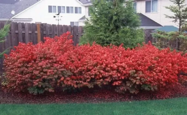 Dwarf Burning Bush Bare Root Plants - 10 Pack Hardy Euonymus Alatus Shrub