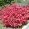 Dwarf Burning Bush Bare Root Plants - 10 Pack Hardy Euonymus Alatus Shrub