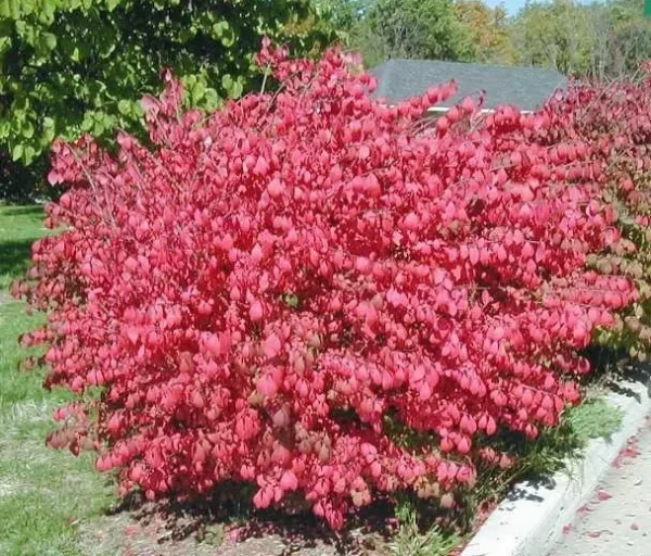Dwarf Burning Bush Bare Root Plants - 10 Pack Hardy Euonymus Alatus Shrub