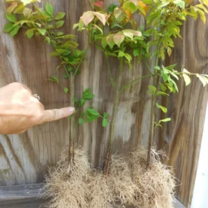 Dwarf Burning Bush Bare Root Plants - 10 Pack Hardy Euonymus Alatus Shrub