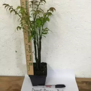 Dwarf Burning Bush Plant Gallon Pot - Hardy Shrub Euonymus Alatus