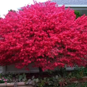 Dwarf Burning Bush Plant Gallon Pot - Hardy Shrub Euonymus Alatus