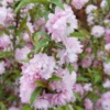 Dwarf Flowering Almond Plant - Live Rosea Plena Prunus Glandulosa - 1 Ft Tall - 6 Inch Pot