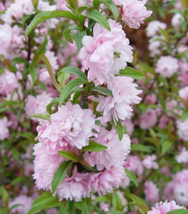 Dwarf Flowering Almond Plant - Live Rosea Plena Prunus Glandulosa - 1 Ft Tall - 6 Inch Pot