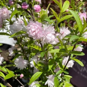 Dwarf Flowering Almond Plant - Live Rosea Plena Prunus Glandulosa - 1 Ft Tall - 6 Inch Pot