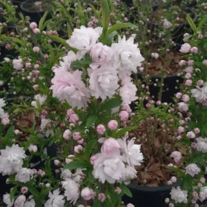 Dwarf Flowering Almond Plant - Live Rosea Plena Prunus Glandulosa - 1 Ft Tall - 6 Inch Pot