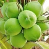 Dwarf Green Coconut Tree - 2 to 3 ft Tall - 3-Gallon Pot - Tropical Plant - Not Ship CA