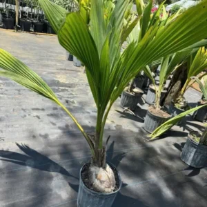 Dwarf Green Coconut Tree - 2 to 3 ft Tall - 3-Gallon Pot - Tropical Plant - Not Ship CA