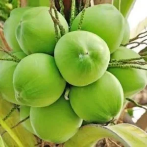 Dwarf Green Coconut Tree - 2 to 3 ft Tall - 3-Gallon Pot - Tropical Plant - Not Ship CA
