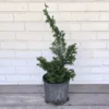Dwarf Hinoki Falsecypress Nana Gracilis - 1 Gallon Potted Live Plant