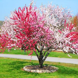 Flowering Peach Tree Peppermint Variety 2-3 ft 6in Pot