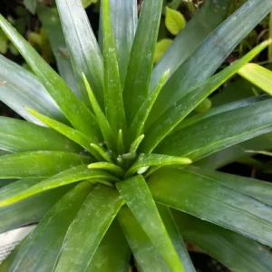 Dyckia Naked Lady Plant - 2.5 Inch Potted Succulent, Silver Foliage