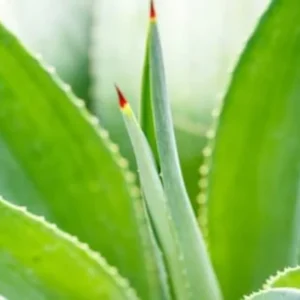 Dyckia Naked Lady Plant - 2.5 Inch Potted Succulent, Silver Foliage