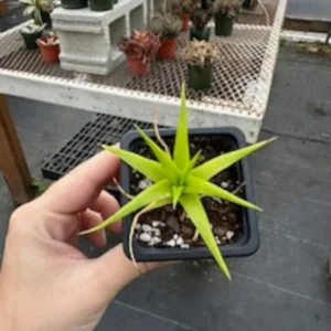 Dyckia Naked Lady Plant - 2.5 Inch Potted Succulent, Silver Foliage