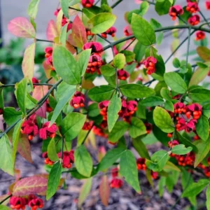 Strawberry Bush Euonymus americanus - Deciduous Shrub - Bare Root Plant