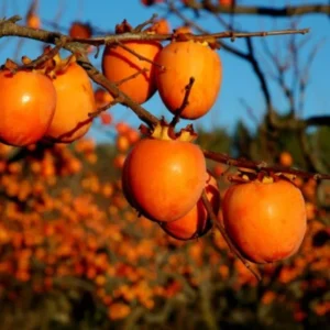 Hachiya Persimmon Tree - Grafted Tree - 3-4 ft Tall - Ships in 3 Gal Pot
