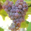 EINSET Seedless Grape Vine Bare Root Live Plant - Red Table Grape Preorder